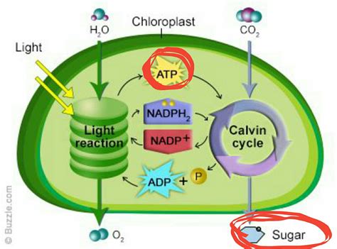 How is atp made in plants