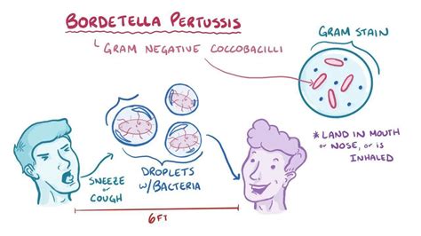 How is bordetella pertussis transmitted