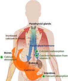 How is calcium concentration in the body regulated?