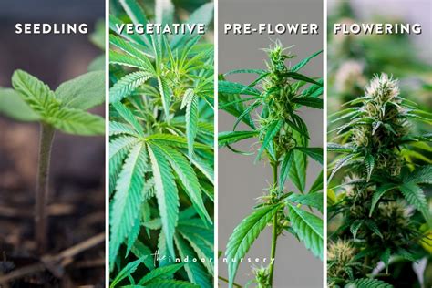How is cannabis grown