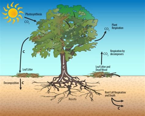 How is carbon dioxide stored in plants? – Sage-Advices