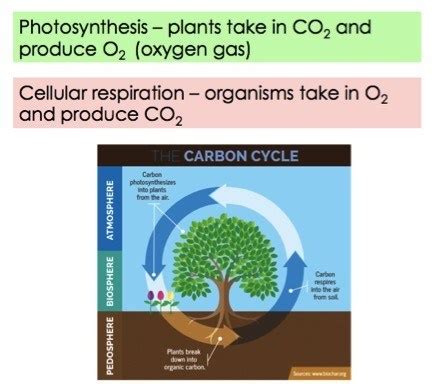 How is carbon important to living things