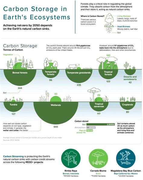How is carbon stored in plants