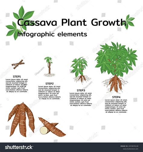 How is cassava grown