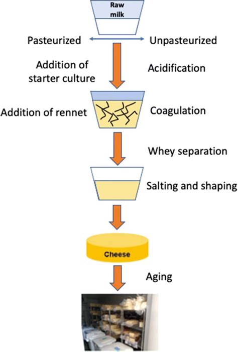 How is cheese made with bacteria