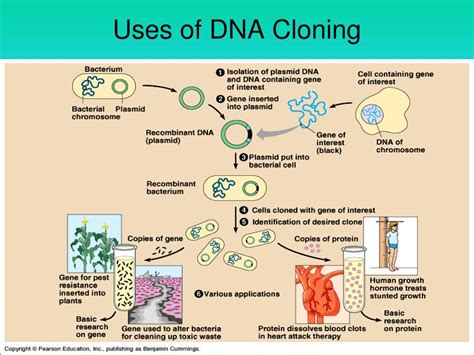 How is cloning used today