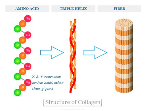 How is collagen protein made
