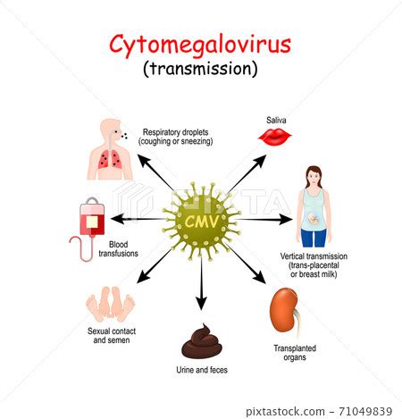 How is cytomegalovirus spread