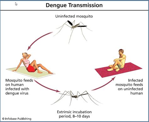 How is dengue transmitted