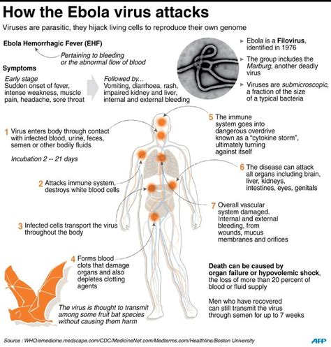 How is ebola treated and prevented