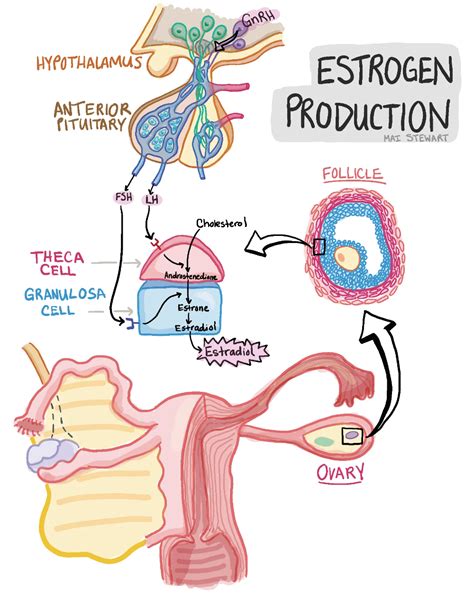 How is estrogen produced