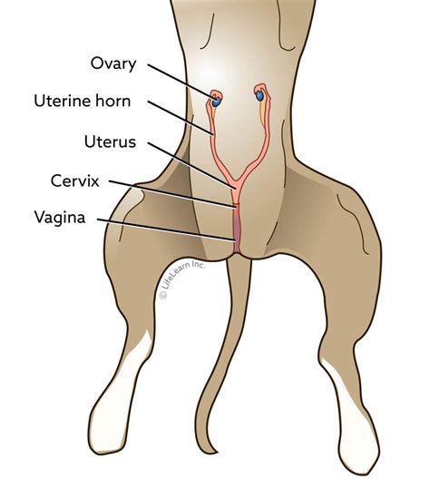 How is female dog spayed
