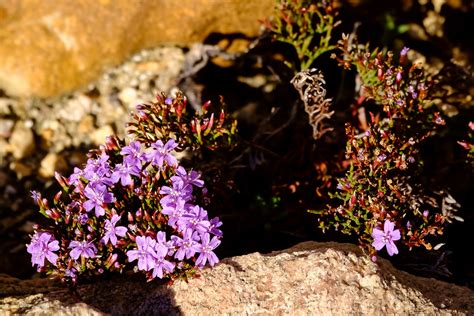 How is fynbos adapted to survive fire