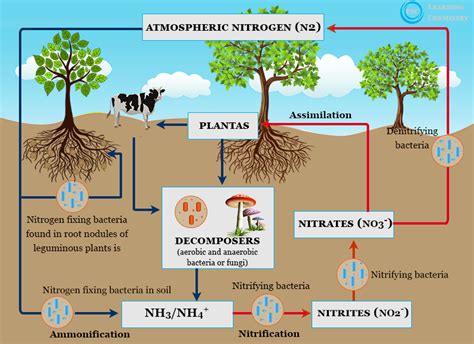 How is gaseous nitrogen fixed by plants