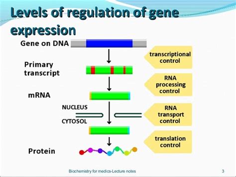 How is gene expression controlled in eukaryotes