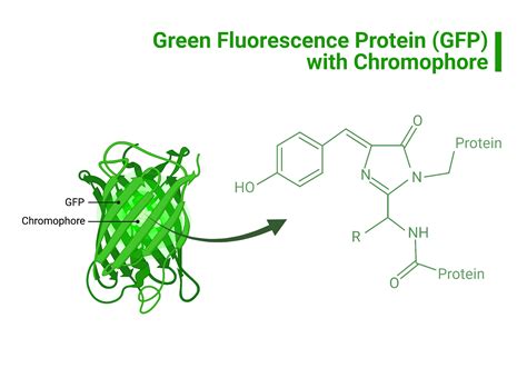How is gfp used in molecular biology