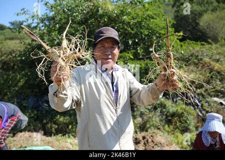 How is ginseng harvested