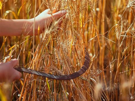 How is grain harvested