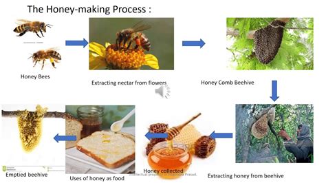 How is honey made by a bee