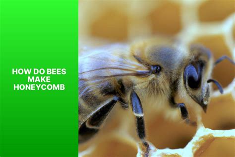 How is honeycomb made by bees