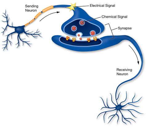 How is information transmitted within a neuron