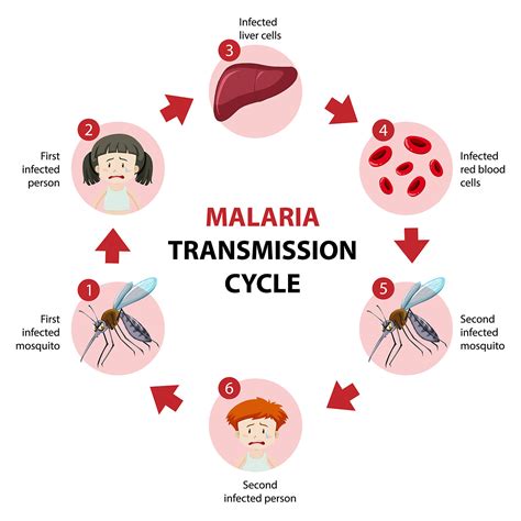 How is malaria transmitted to humans