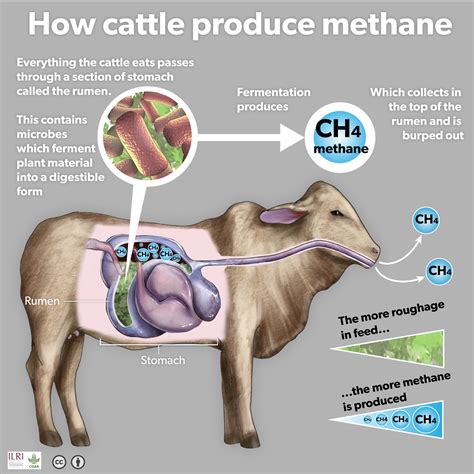How is methane produced by cows