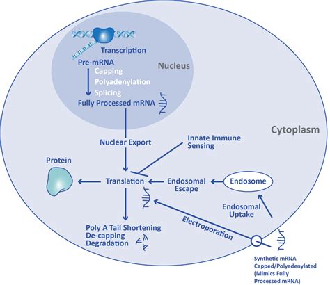 How is mrna formed