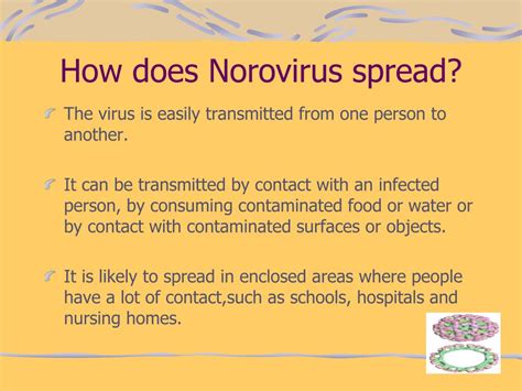 How is norovirus spread