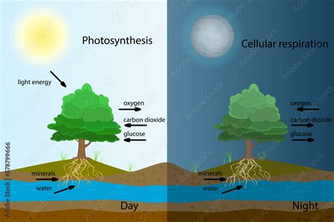 How is oxygen released during photosynthesis