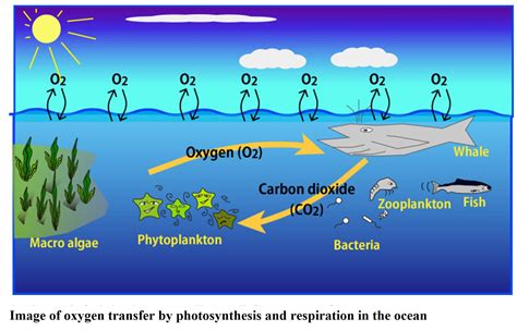 How is photosynthesis related to atmospheric pollution