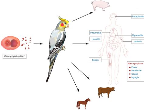 How is psittacosis transmitted to humans
