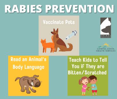 How is rabies prevented