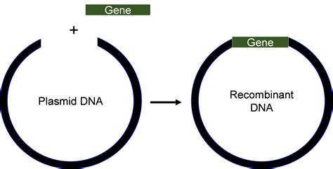 How is recombinant dna created