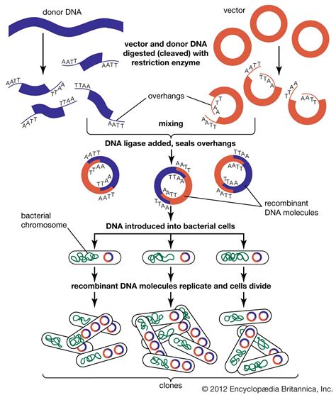 How is recombinant dna used