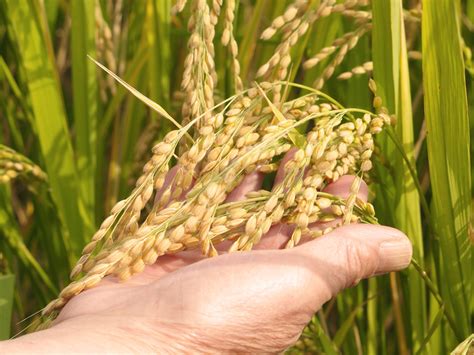 How is rice made
