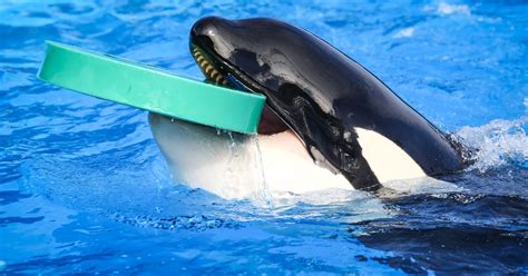 How is seaworld doing after blackfish