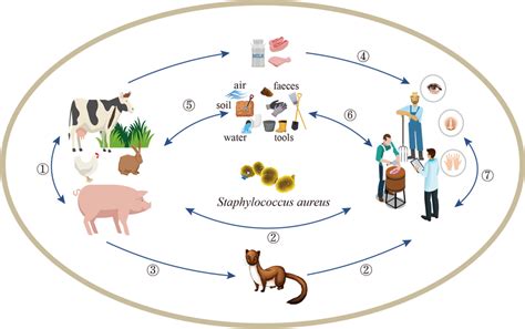 How is staphylococcus aureus spread