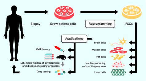 How is stem cell research used