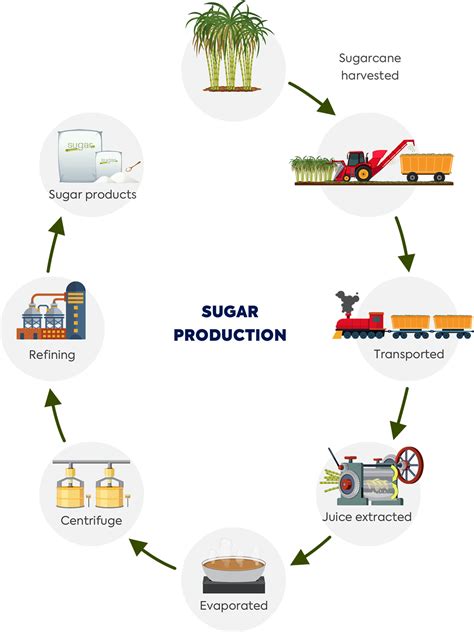 How is sugar made. Photosynthesis is the process of creating sugar and oxygen from carbon dioxide, water and sunlight. It happens through a long series of chemical reactions. But it can be summarized like this: Carbon dioxide, water and light go in. Glucose, water and oxygen come out. (Glucose is a simple sugar.) Photosynthesis can be split into two … 