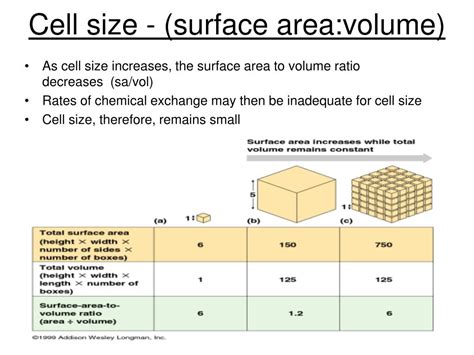 How is surface area to volume ratio related to cell size?