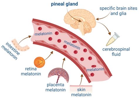 How is synthetic melatonin made