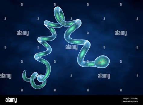 How is syphilis usually transmitted