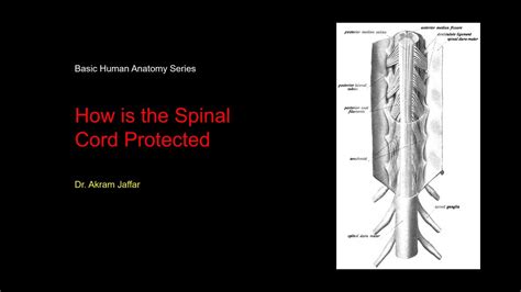 How is the spinal cord protected? - YouTube