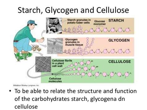 How is the structure related to function in starch glycogen and ...