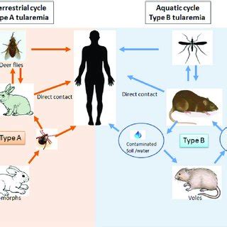 How is tularemia transmitted