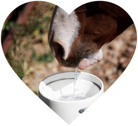 How it Works Cattle Ad 05/2022 Drinking Post Automatic Waterer