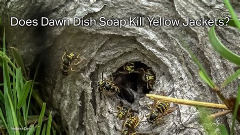 How kill yellow jackets. Wait until sunset before creating the water and liquid dish soap solution needed to kill the yellow jackets. At sunset, the entire colony of yellow jackets should retreat back to their nest. Video of the Day Step 2 Create a mixture of water and 1 tsp. of liquid dish soap. Prepare in a heat-resistant pot with handles for easy pouring. 