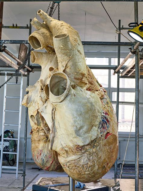 How large is a whales heart