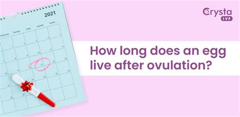How long after ovulation is egg viable